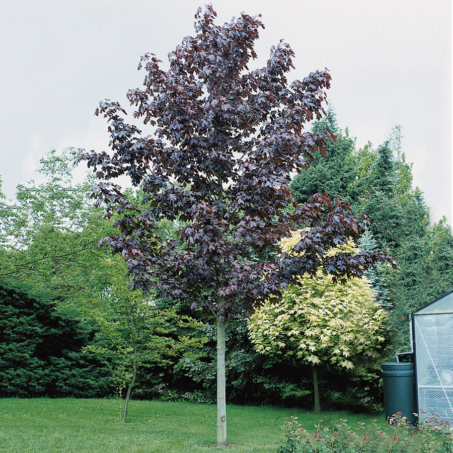 Prydnadsträd Skogslönn Omnia Garden 150-200 cm Acer Platanoides Royal Red