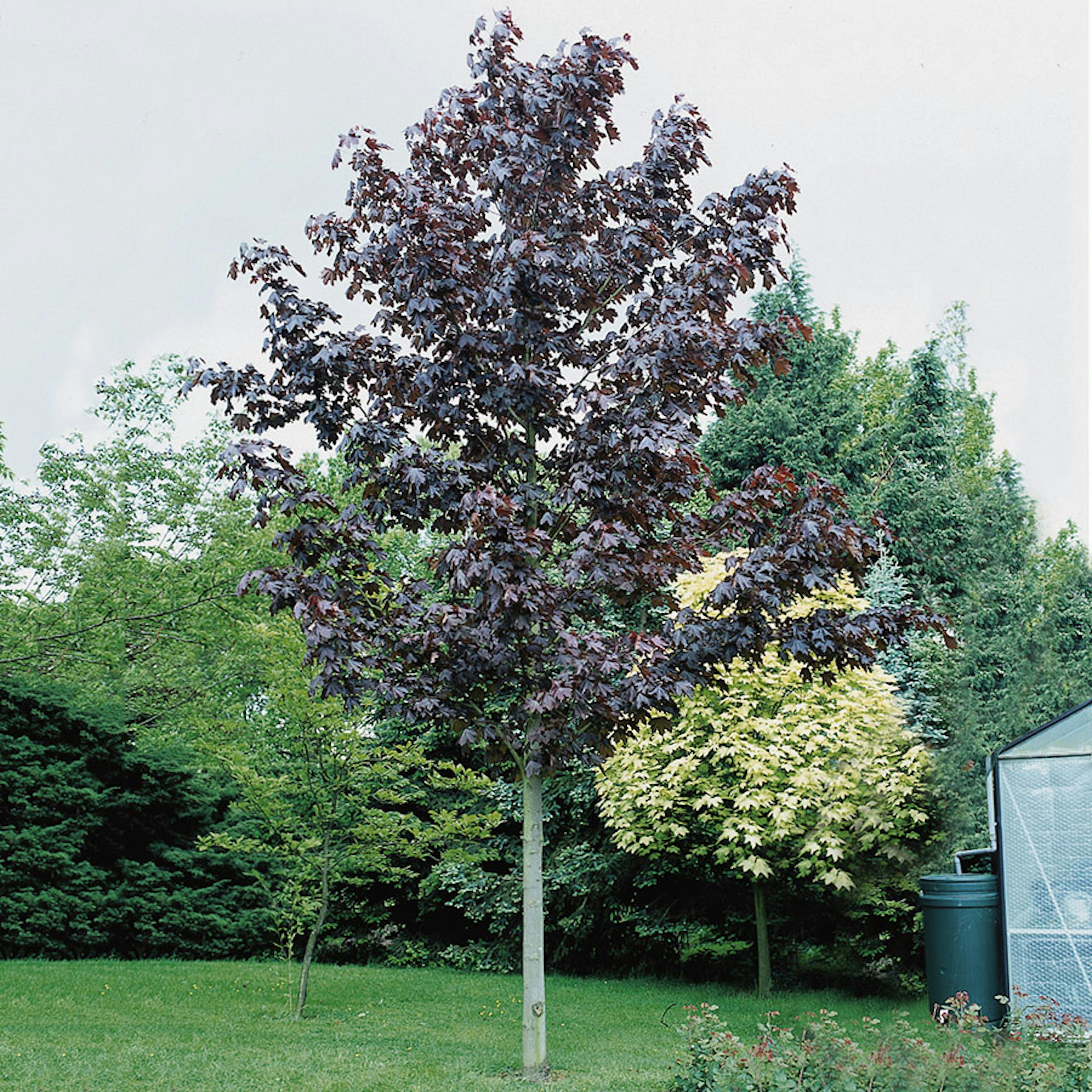 Prydnadsträd Skogslönn Omnia Garden 150-200 cm Acer Platanoides Royal Red
