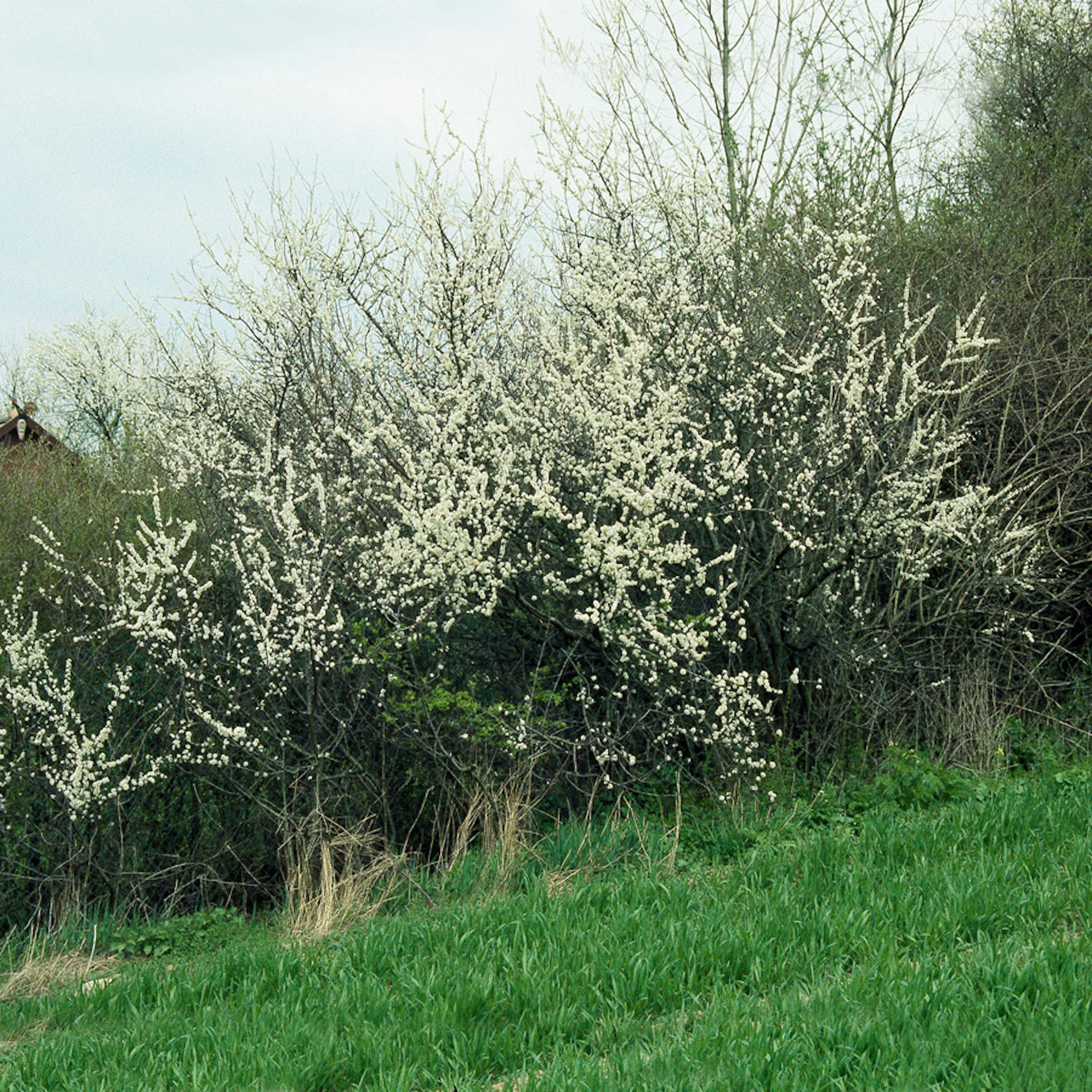 Buske Omnia Garden Slån 50-80 cm
