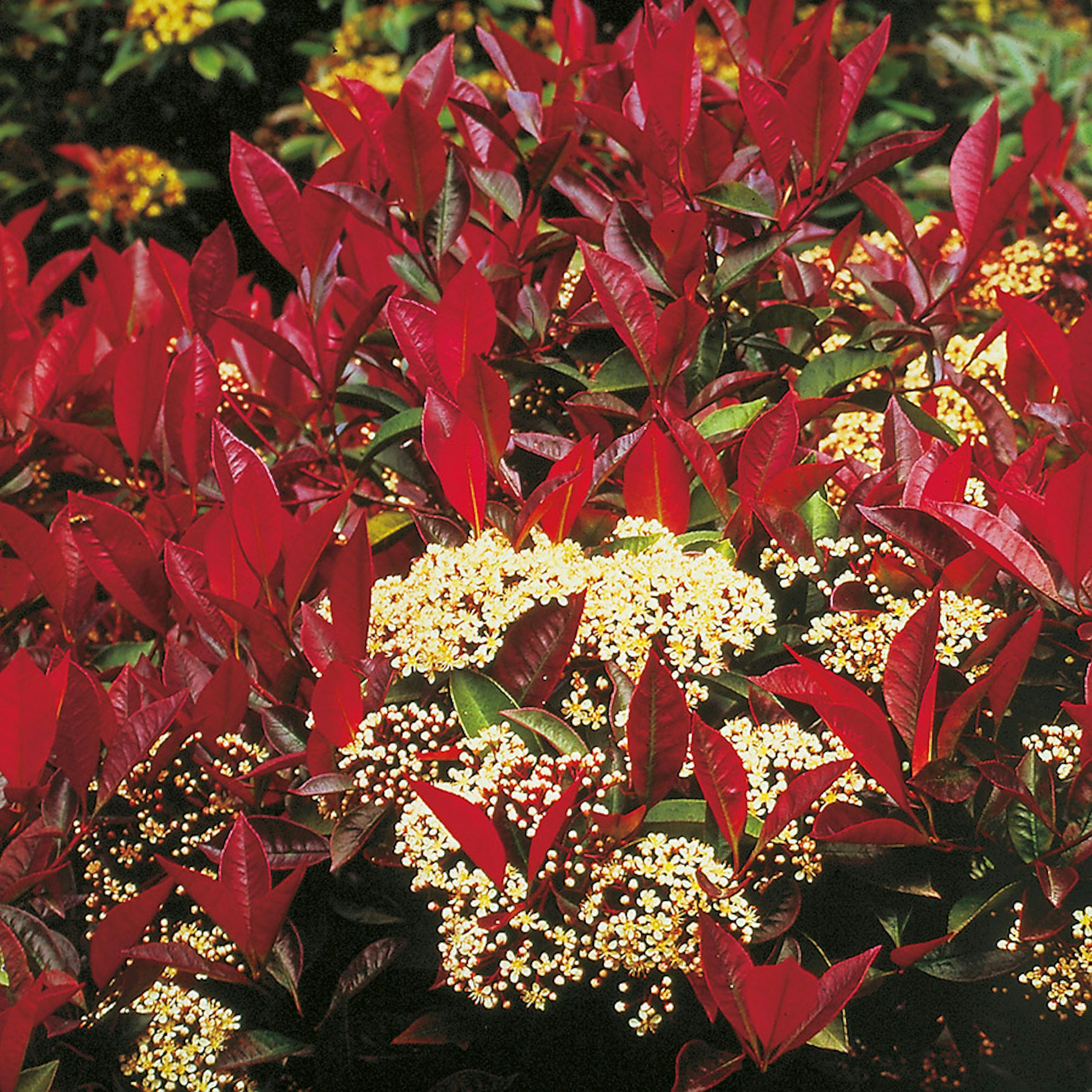 Prydnadsträd Slånaronia Omnia Garden 90-110 cm