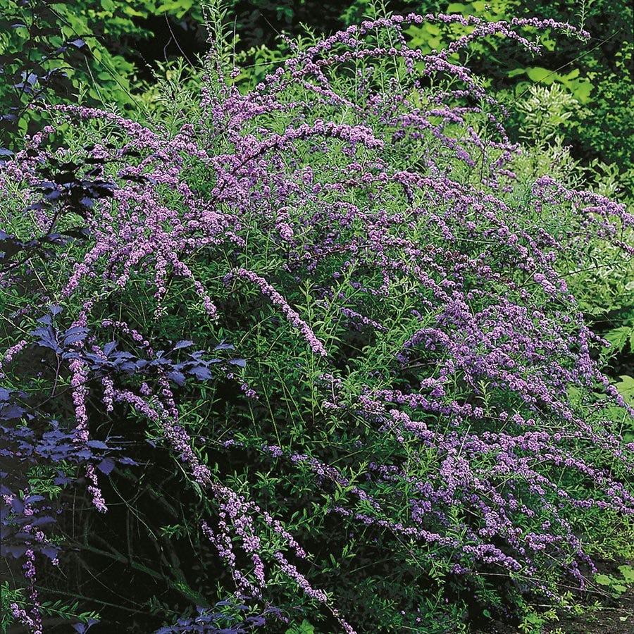 Prydnadsbuske Omnia Garden Sommarbuddleja