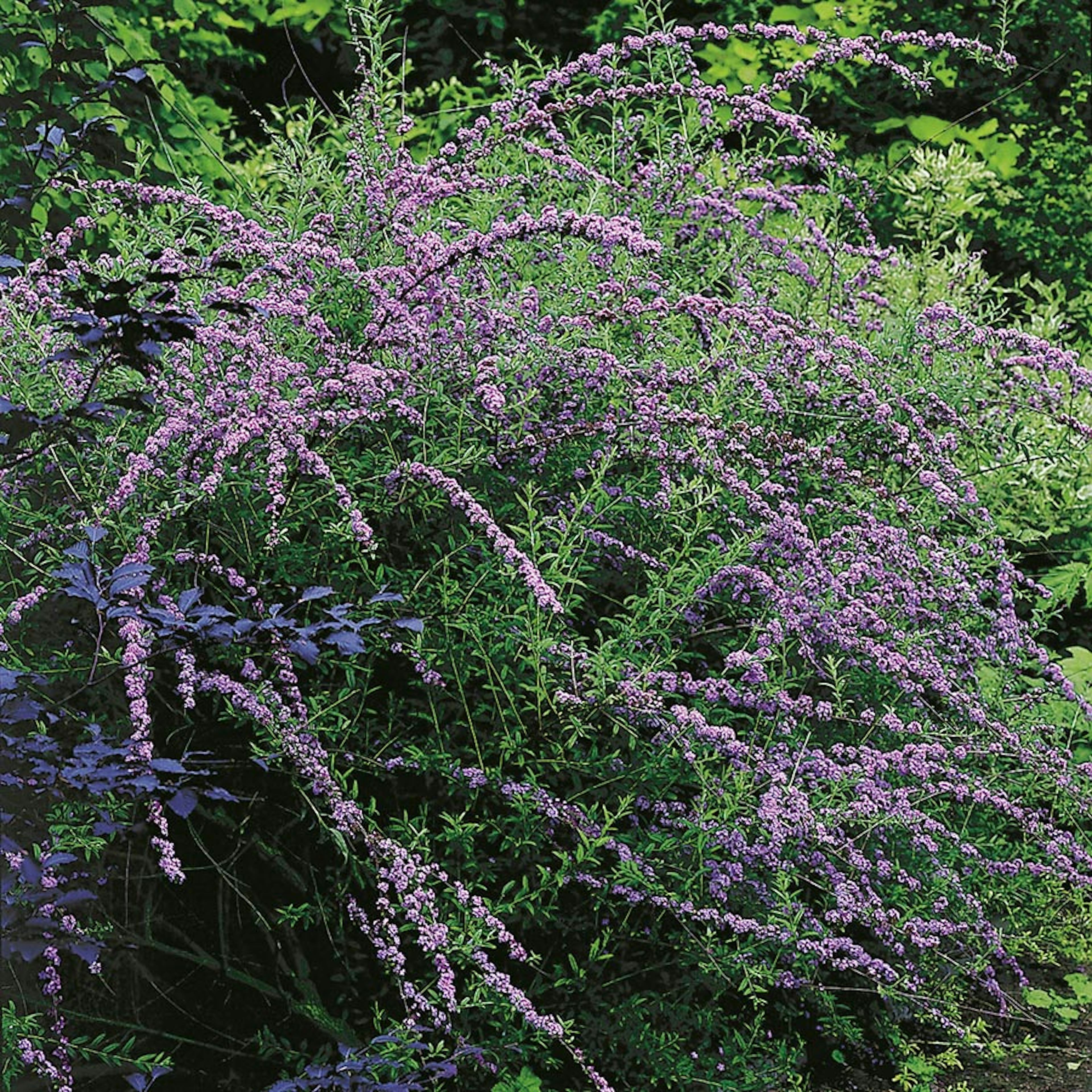 Prydnadsbuske Omnia Garden Sommarbuddleja