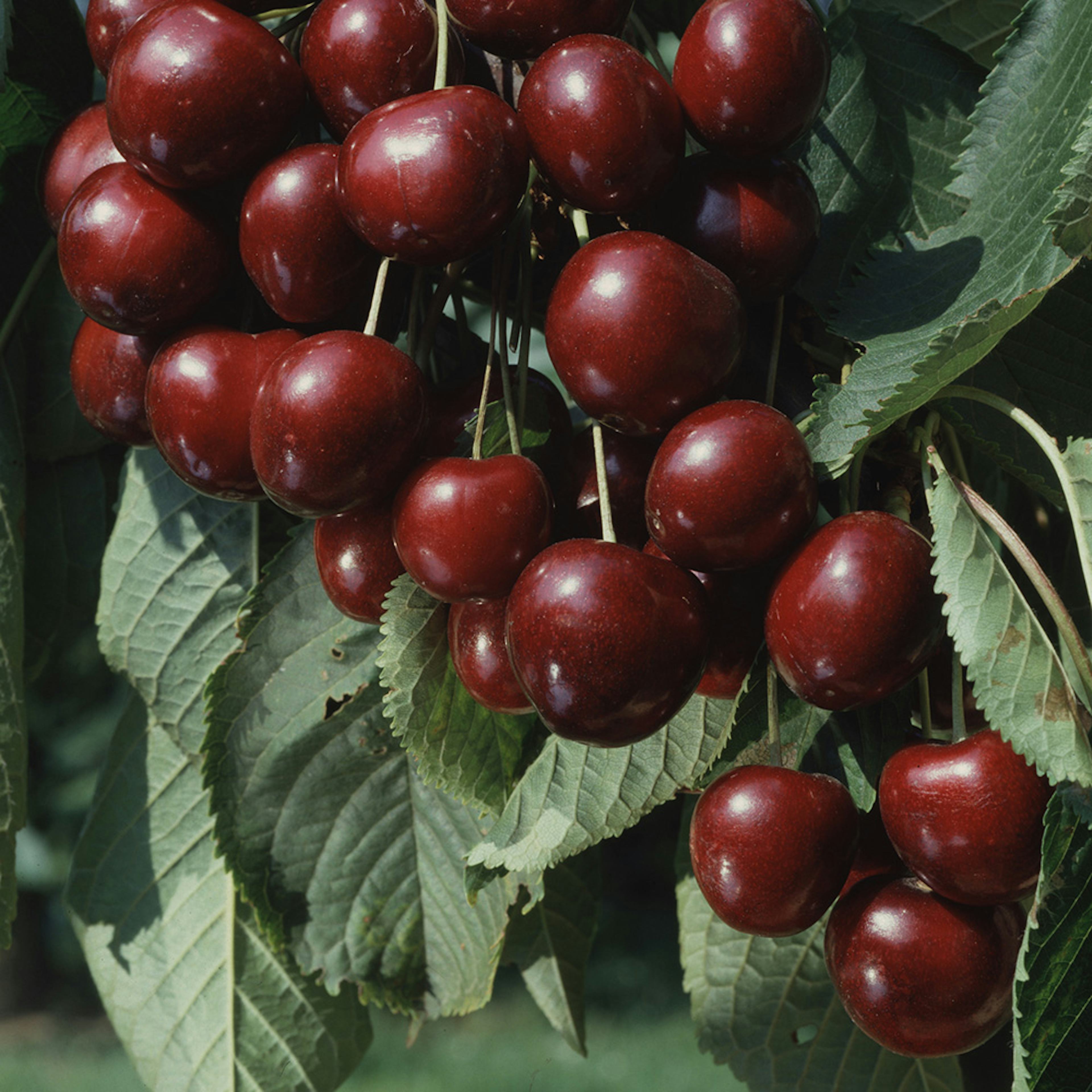 Sötkörsbärsträd Omnia Garden Sam