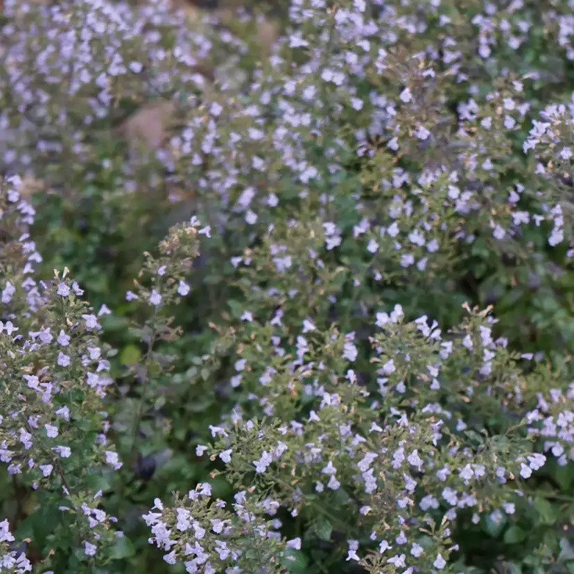 Planta Stenkyndel Omnia Garden