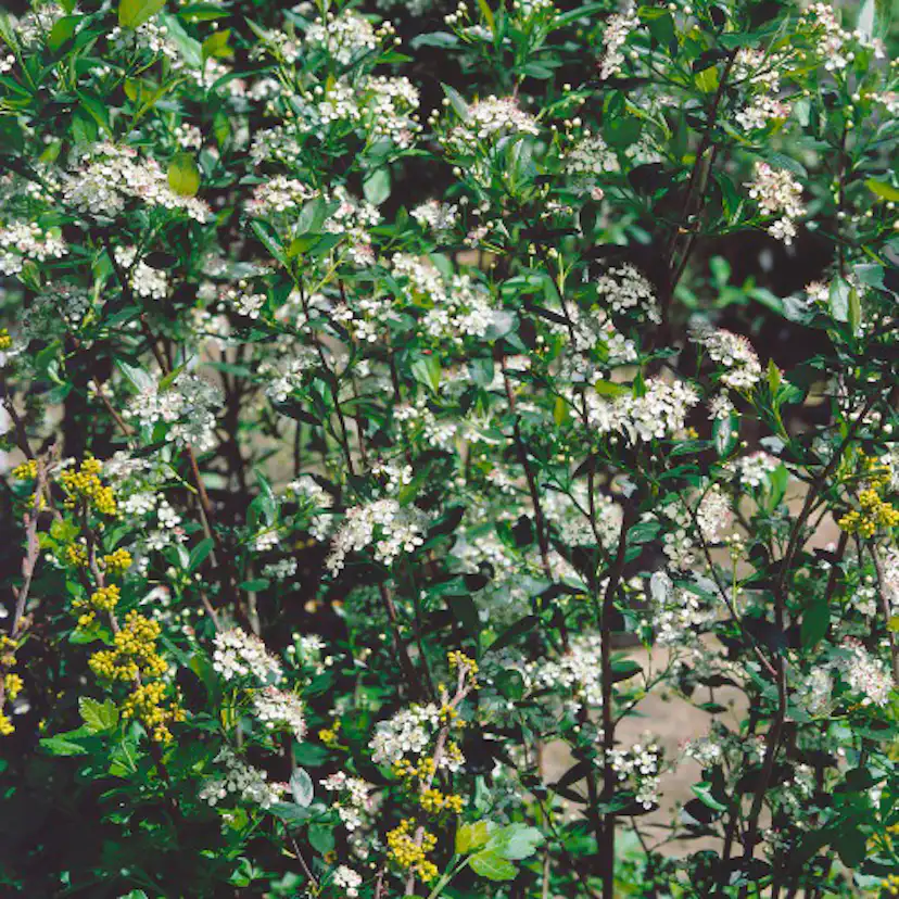 Planta Slånaronia Omnia Garden Elata 20-40 cm Krukodlade