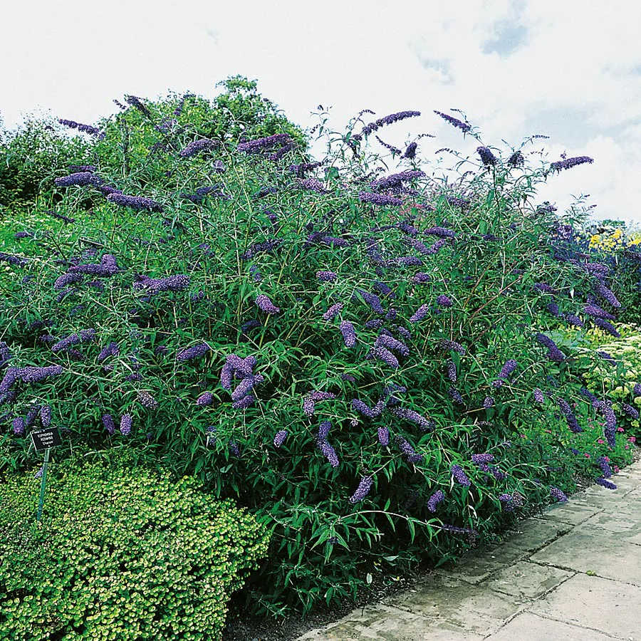 Prydnadsbuske Omnia Garden Syrénbuddleja Nanho Blue