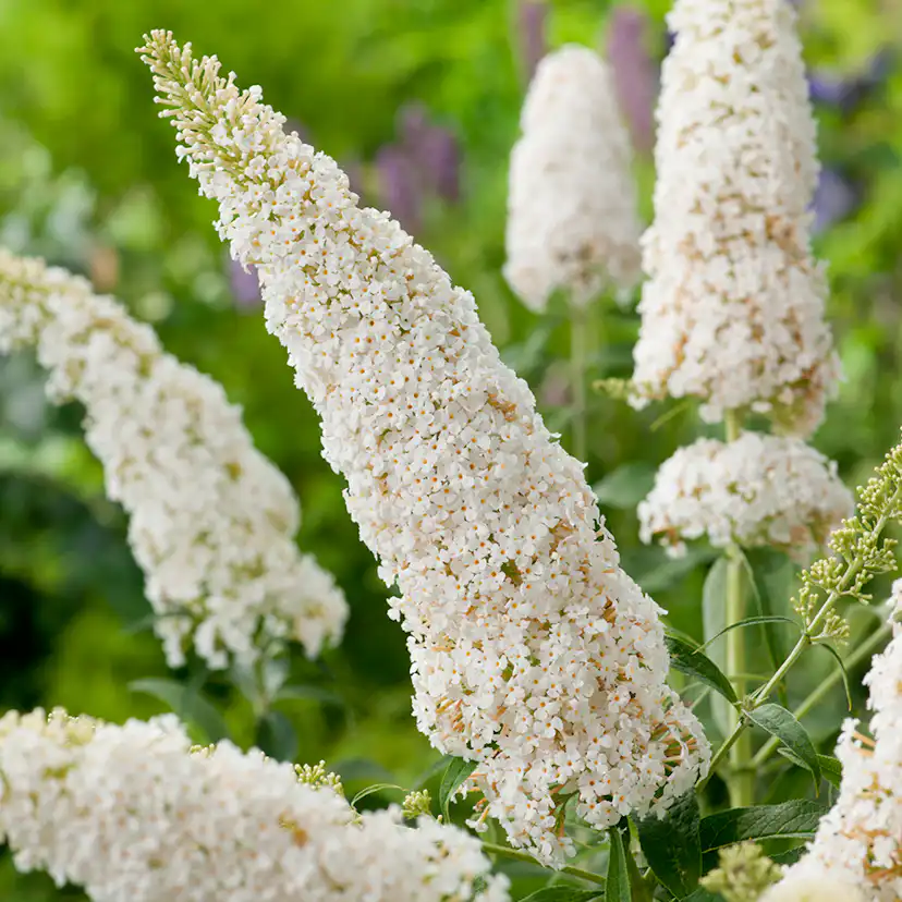 Prydnadsbuske Omnia Garden Syrénbuddleja White Profusion