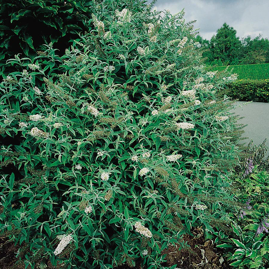 Prydnadsbuske Omnia Garden Syrénbuddleja White Profusion
