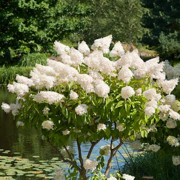 Prydnadsträd Syrenhortensia Omnia Garden Vit 80-100 cm