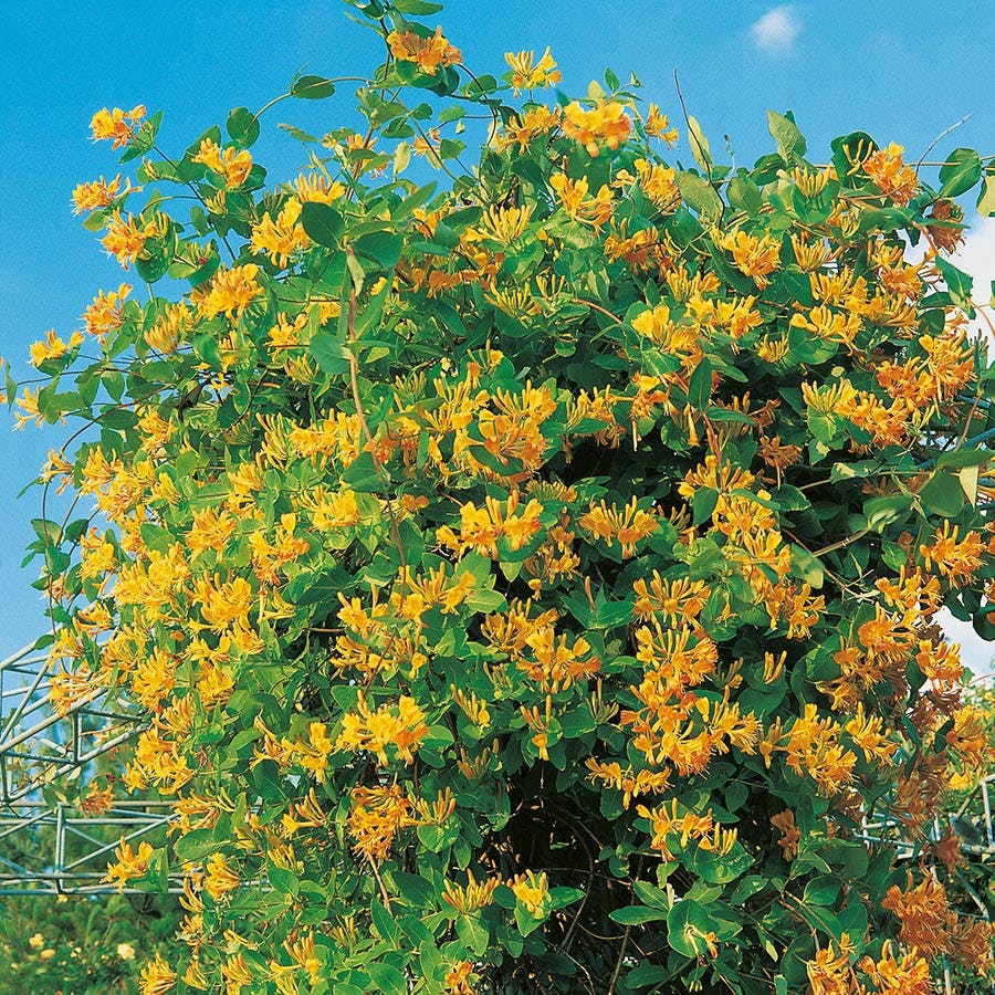 Klätterväxt Tellmanskaprifol Omnia Garden 40-60 cm