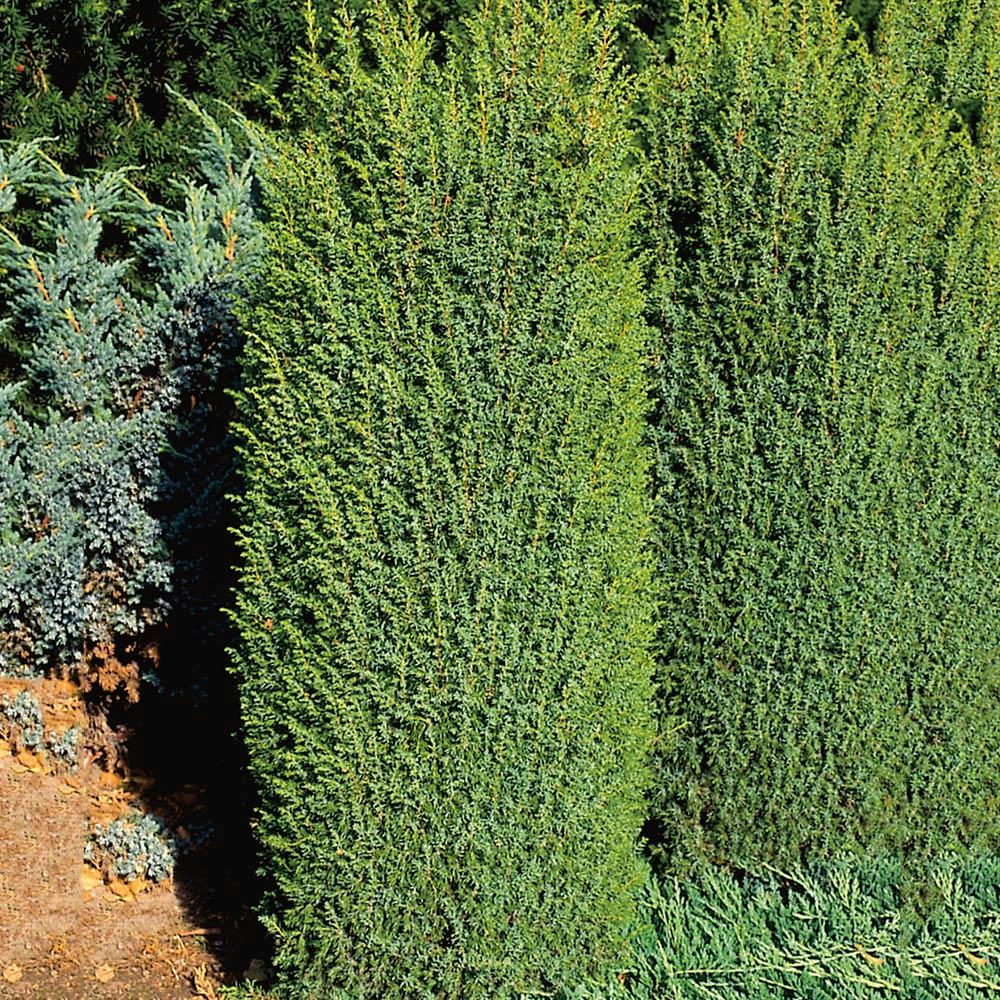 Träd-en Omnia Garden Suecia 40-45 cm