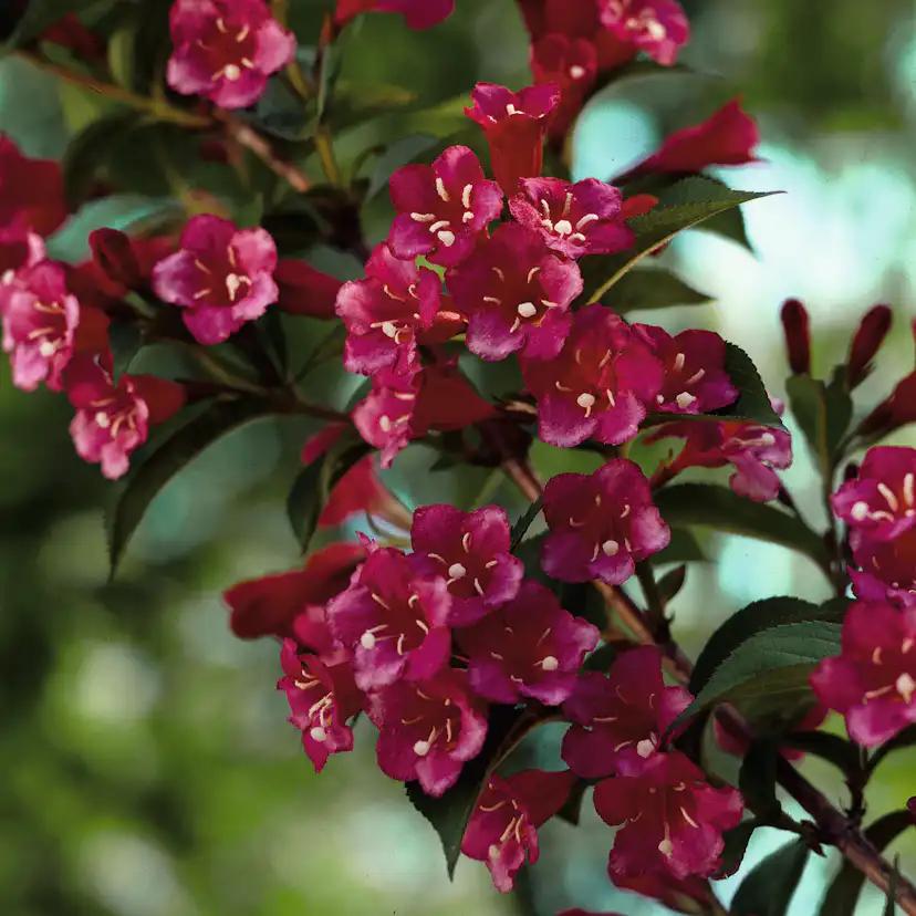 Prydnadsbuske Trädgårdsprakttry Omnia Garden 125-150cm