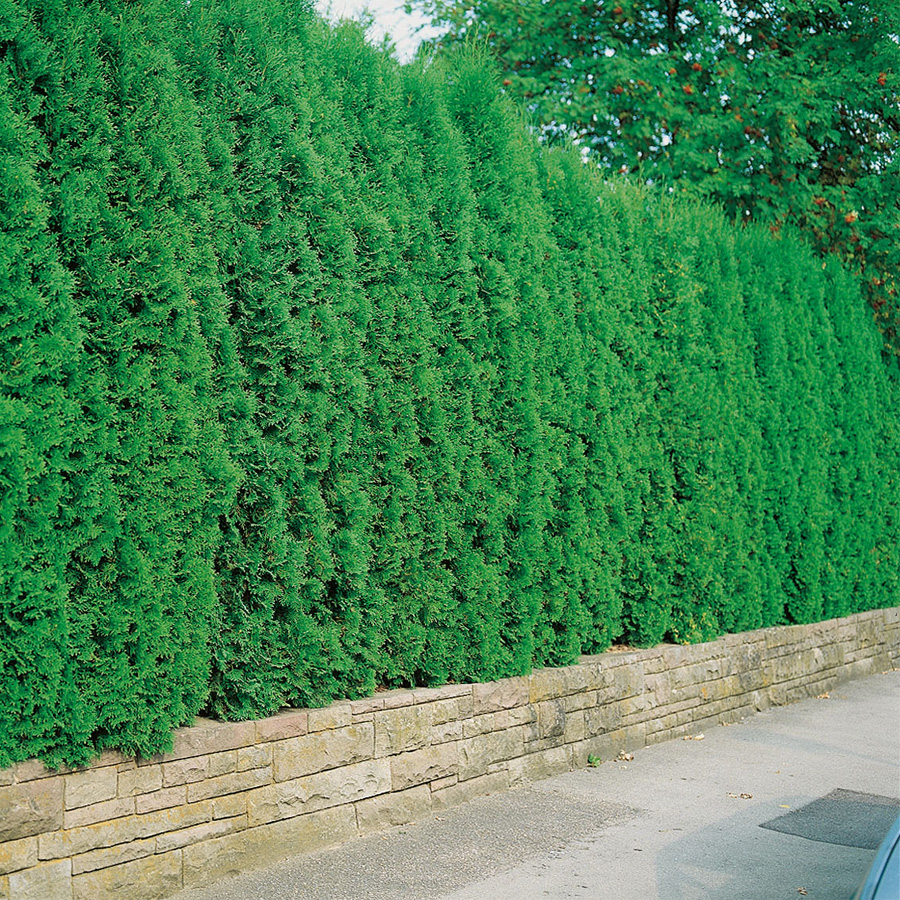 Planta tuja Omnia Gardenhäck 100-125 cm
