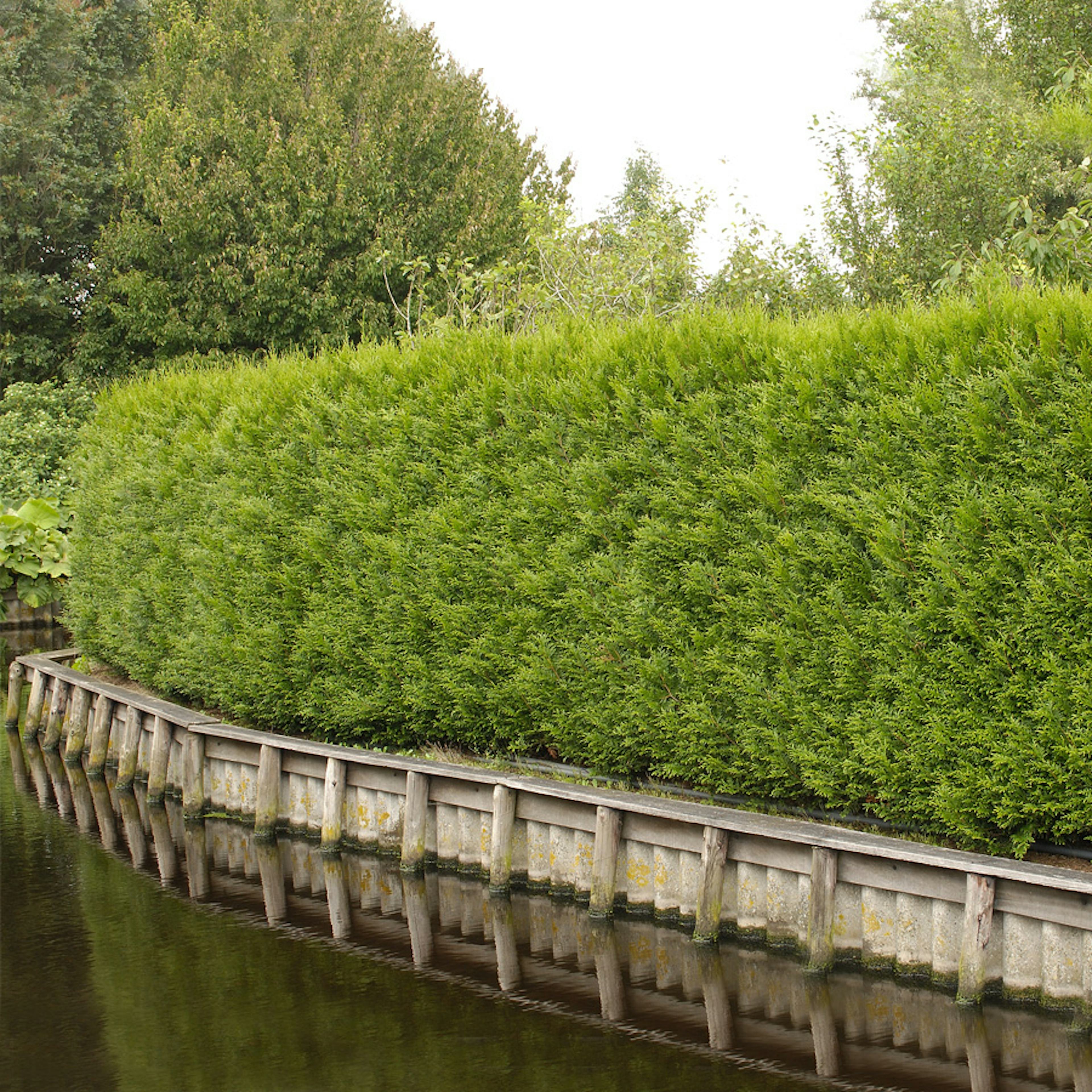 Planta tuja Omnia Gardenhäck 100-125 cm