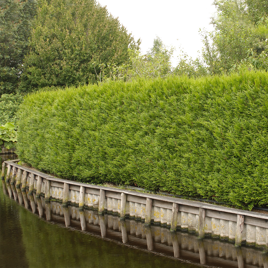 Planta tuja Omnia Gardenhäck 100-125 cm