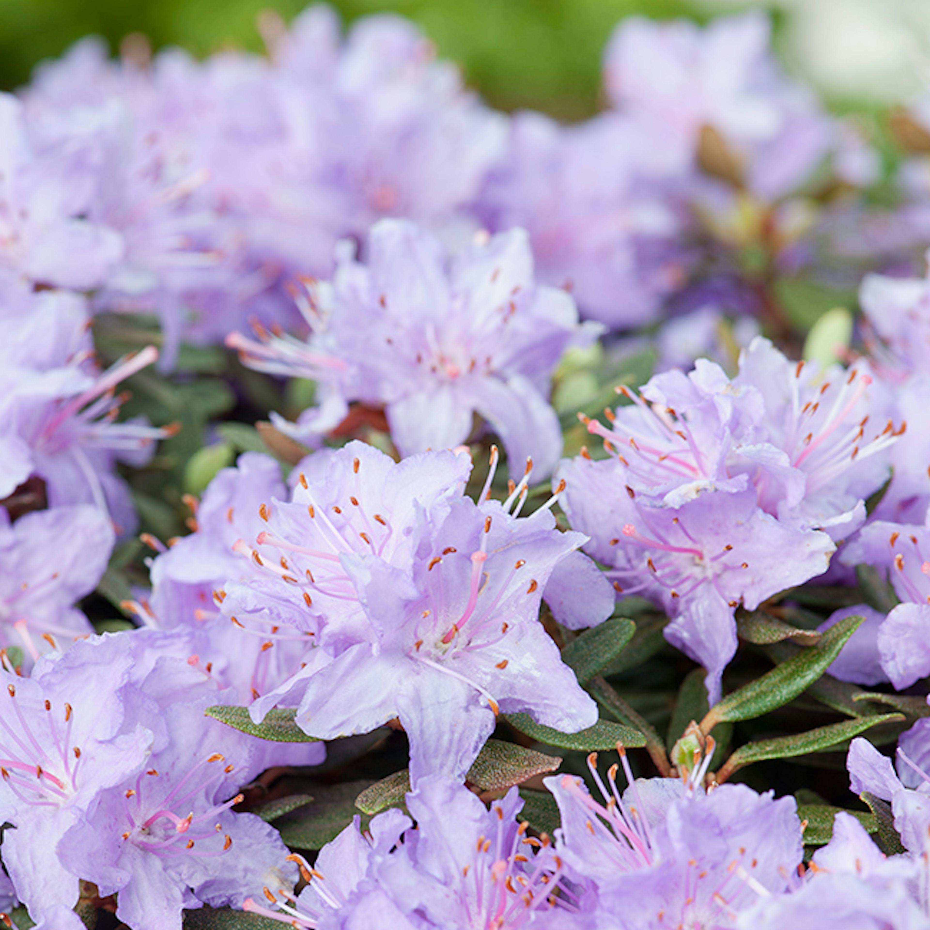 Rhododendron Tuvalpros Omnia Garden Ramapo 20-25 cm