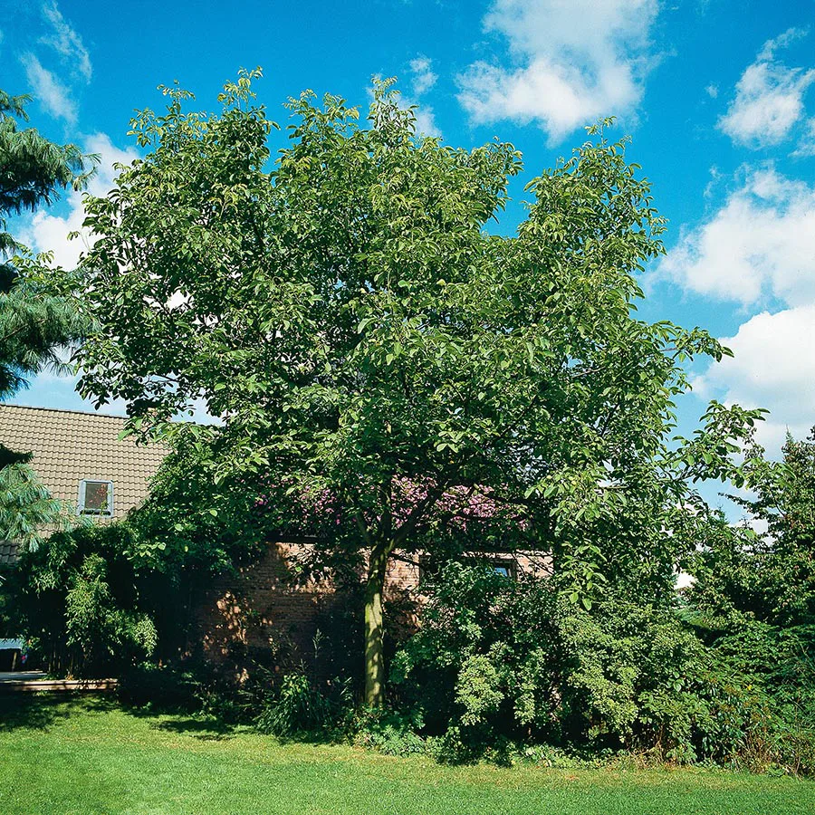 Prydnadsträd Omnia Garden Valnöt 100-125 cm