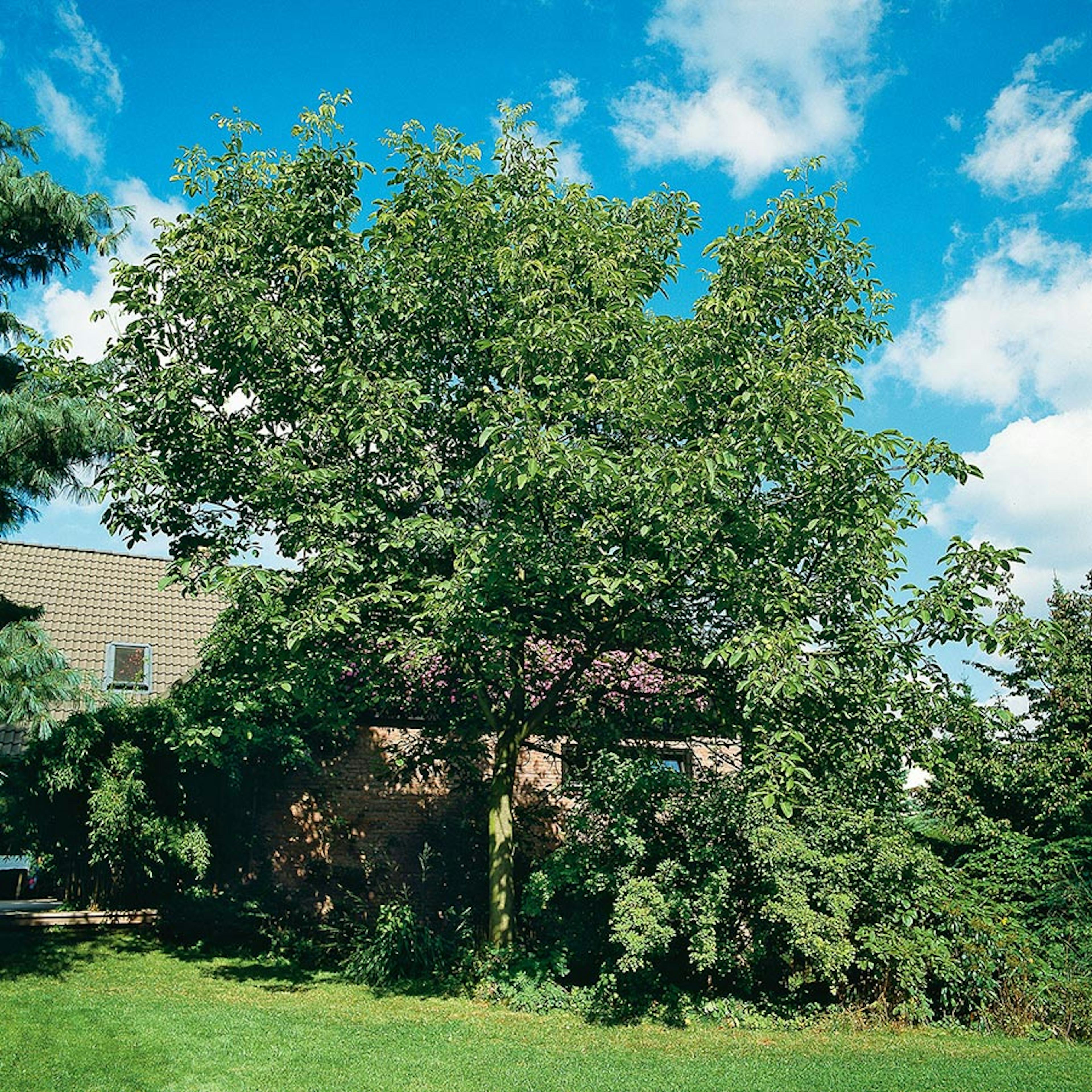 Prydnadsträd Omnia Garden Valnöt 100-125 cm