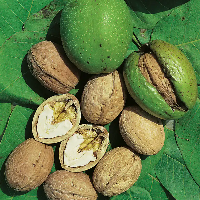 Prydnadsträd Omnia Garden Valnöt 100-125 cm