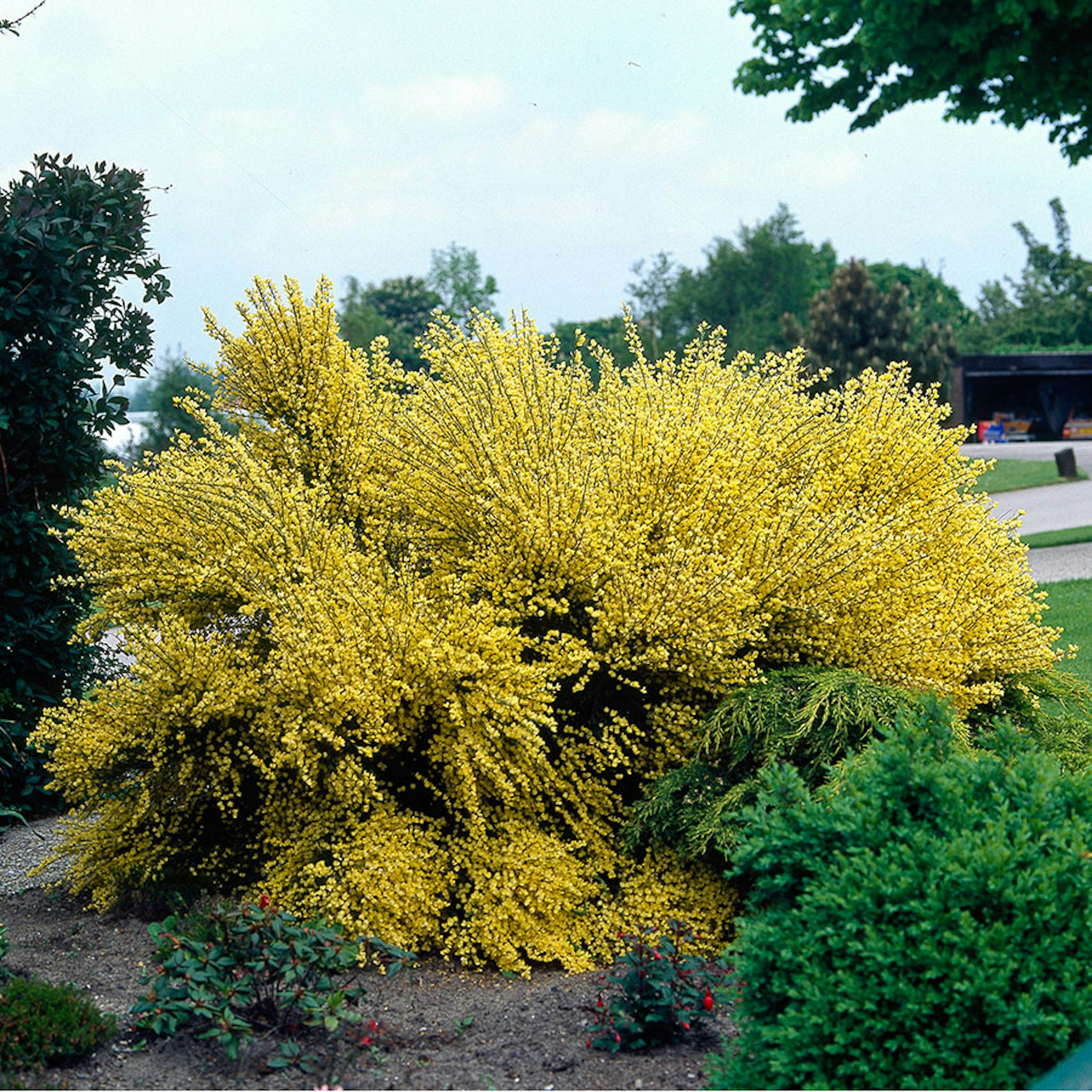 Prydnadsbuske Omnia Garden Vårginst
