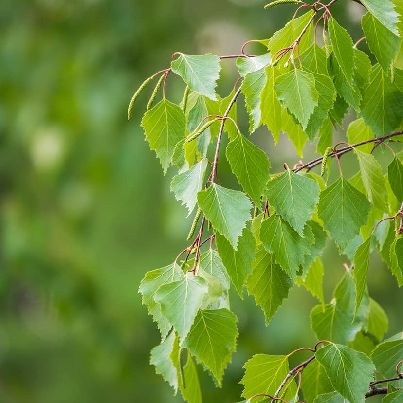 Prydnadsträd Vårtbjörk Omnia Garden 125-150 cm