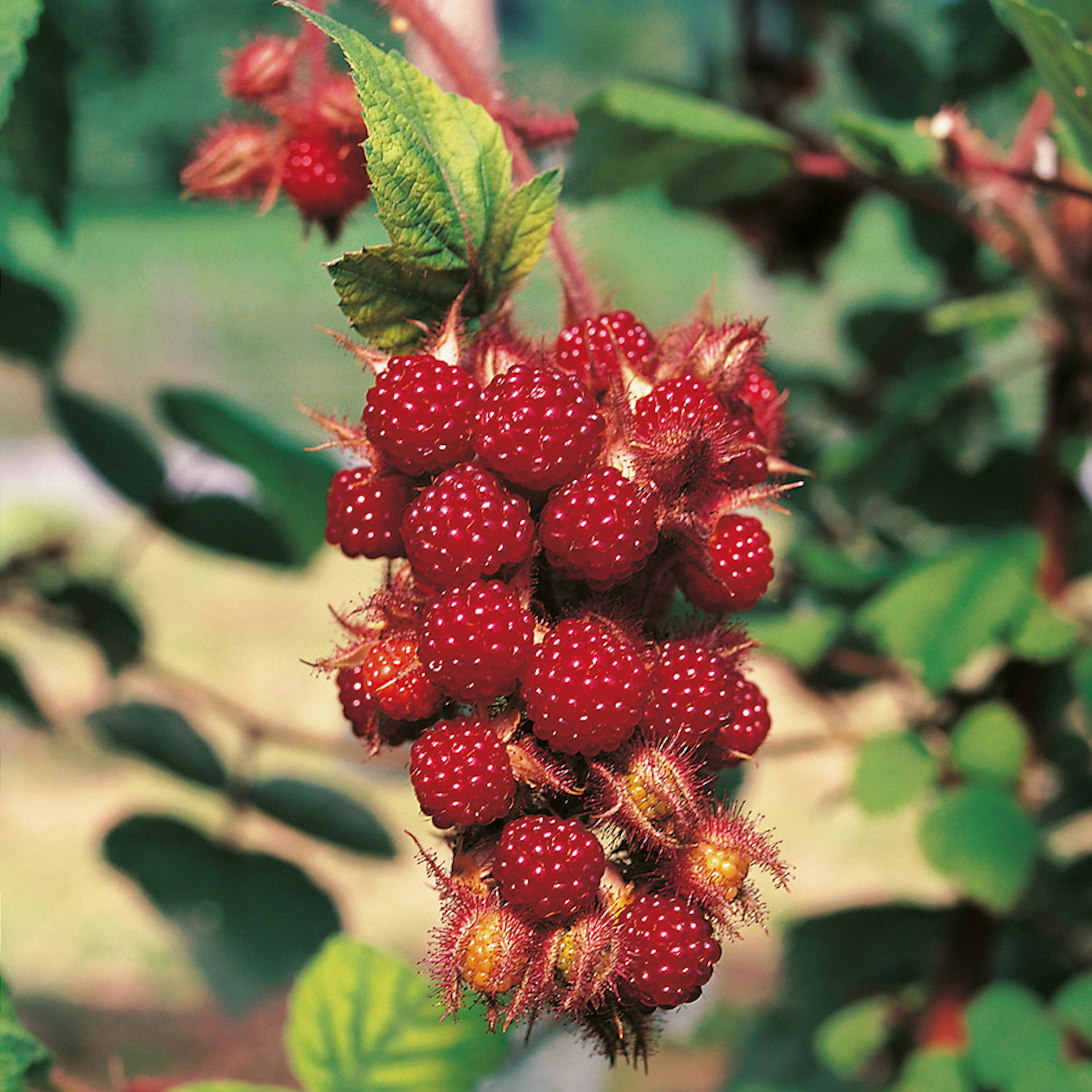 Buske Vinhallon Omnia Garden 60-80 cm