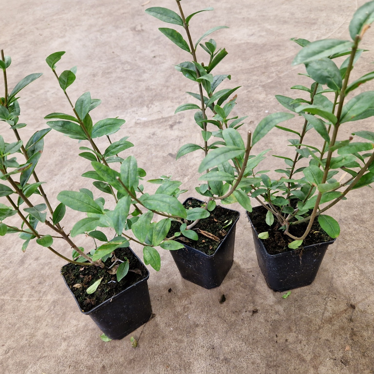 Planta Vinterliguster Liga Omnia Garden Krukodlade 10st