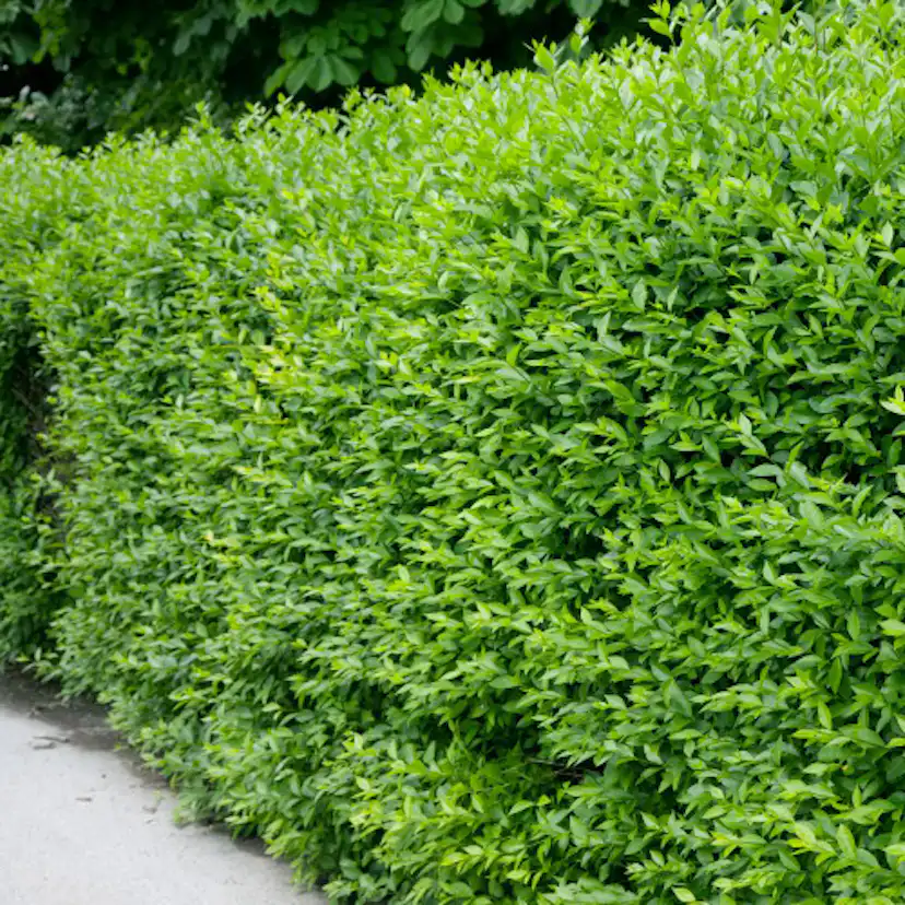 Planta Vinterliguster Liga Omnia Garden Krukodlade 10st