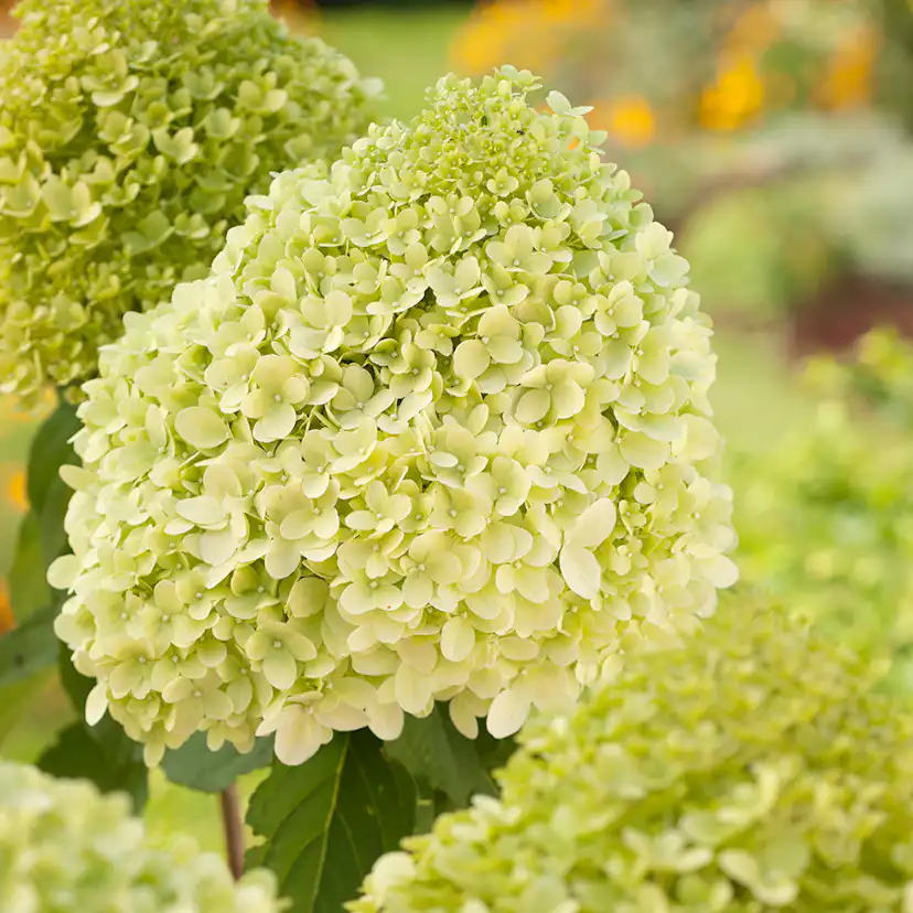 Prydnadsbuske Omnia Garden Vipphortensia