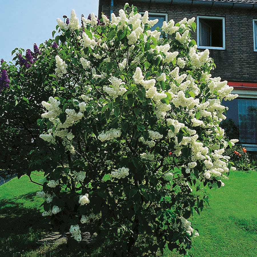 Prydnadsbuske Omnia Garden Vit Ädelsyrén