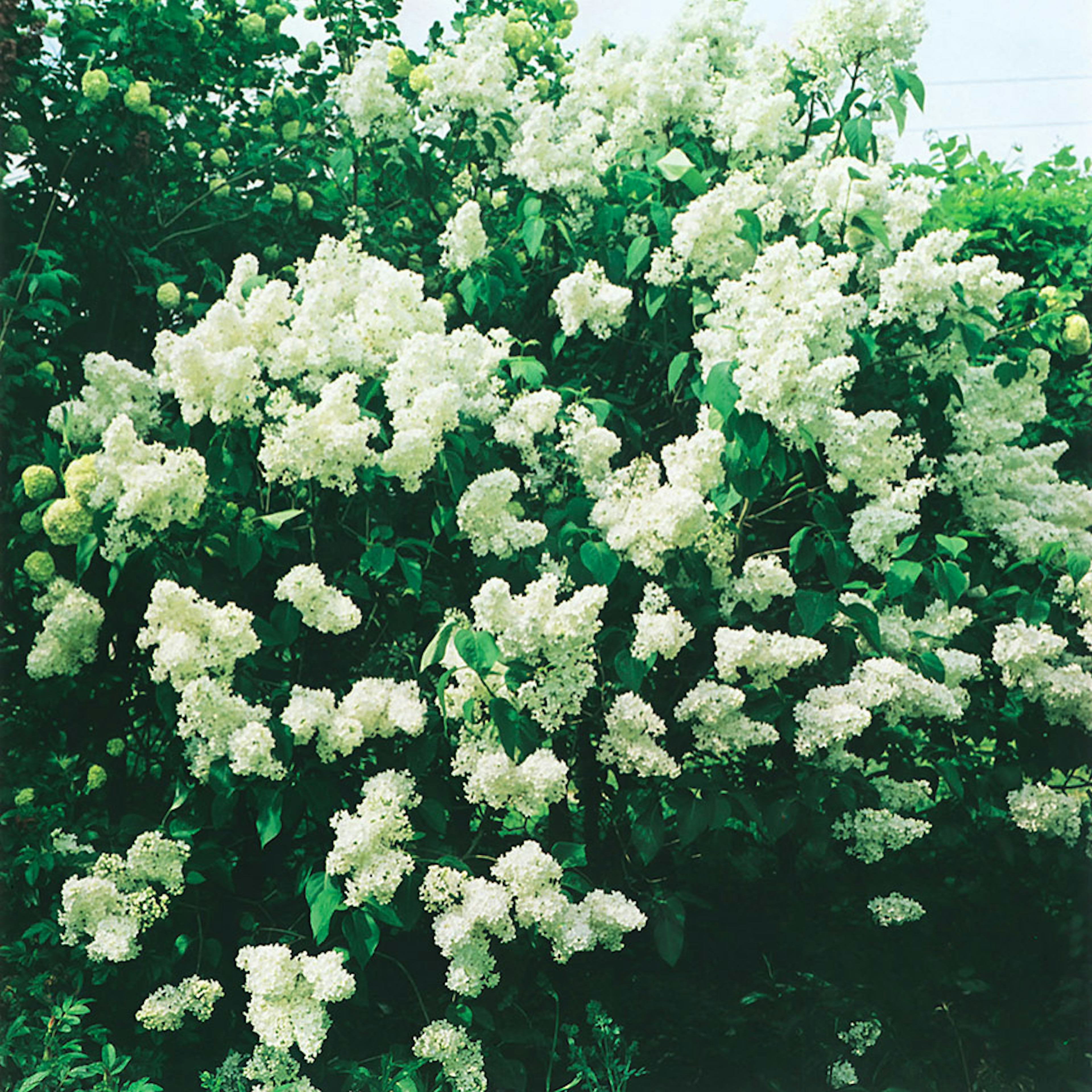 Prydnadsbuske Omnia Garden Vit Bondsyrén